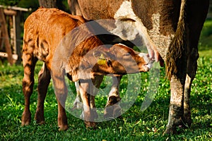 Calf suckling milk
