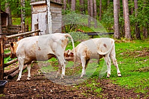 A calf sucks milk from a mother cow in the yard of an old farm
