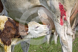 Calf sucks milk from the teat of an udder, montbeliarde, milk froth on lips