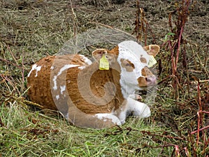 Calf in Thuringen, Germany