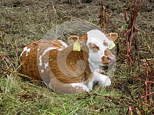 Calf in Thuringen, Germany photo