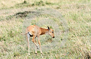 A calf of Topi antelope