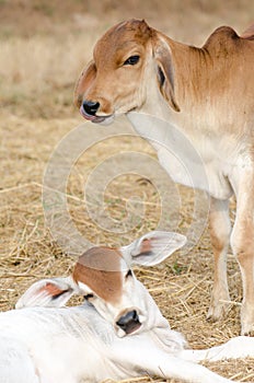 Calf,two calves.two calves on falm,calf tease