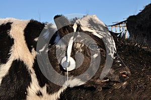 Calf uses stereo headphones