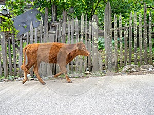 Calf in the village. The cow is walking along the road. Ruminant. Village idyll