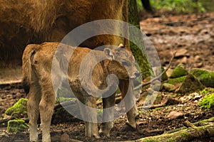 Calf in Wildpark photo
