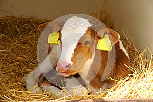 Calf with yellow eartag