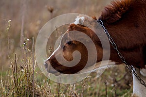 Calf, young brown cow close up in profile on pasture_