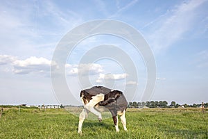 Calf, young cow with itching, flexible licking her knee, under a blue cloudy sky in a pasture