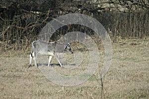 Calf of zebu Bos primigenius indicus in a meadow.