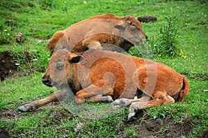 Calfs Bison are large, even-toed ungulates