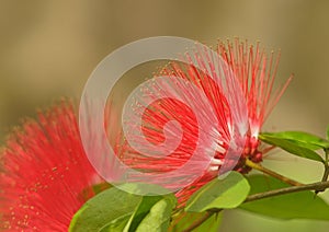 Caliandra flower or luciana variegata soft selective focus photo