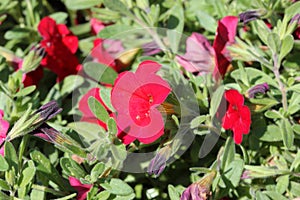 Calibrachoa `Cabaret Bright Red`