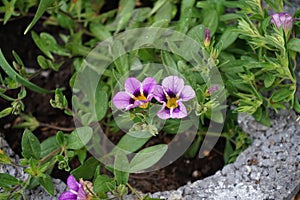 Calibrachoa \'Cabaret Bumble Bee Blue\' blooms in April in the garden. Berlin, Germany