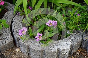 Calibrachoa \'Cabaret Bumble Bee Blue\' blooms in April in the garden. Berlin, Germany