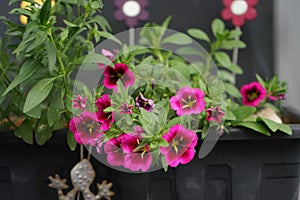 Calibrachoa cabaret \'Good Night Kiss\' and Antirrhinum majus bloom in a flower box in July.