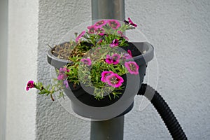 Calibrachoa \'Cabaret Good Night Kiss\' blooms in autumn in a hanging pot on a water pipe.