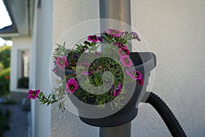 Calibrachoa 'Cabaret Good Night Kiss' blooms in autumn in a hanging pot on a water pipe.