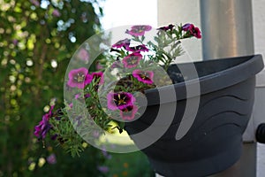 Calibrachoa \'Cabaret Good Night Kiss\' blooms in autumn in a hanging pot on a water pipe. Berlin, Germany