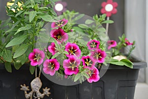 Calibrachoa cabaret \'Good Night Kiss\' blooms in a flower box in July. Berlin, Germany
