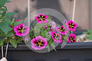 Calibrachoa cabaret \'Good Night Kiss\' blooms in a flower box in June. Berlin, Germany