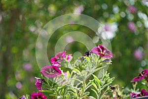 Calibrachoa \'Cabaret Good Night Kiss\' blooms in September in a hanging pot on a water pipe.