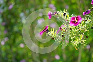 Calibrachoa \'Cabaret Good Night Kiss\' blooms in September in a hanging pot on a water pipe.