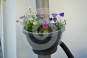 Calibrachoa \'Cabaret Good Night Kiss\' surrounded by Viola cornuta flowers in a hanging pot on a water pipe.