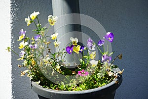 Calibrachoa \'Cabaret Good Night Kiss\' surrounded by Viola cornuta flowers in a hanging pot on a water pipe.