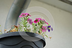 Calibrachoa \'Cabaret Good Night Kiss\' surrounded by Viola cornuta flowers in a hanging pot on a water pipe.