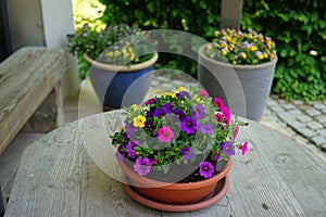 Calibrachoa \'Carneval\' in the foreground in a flower pot on a wooden table. Germany