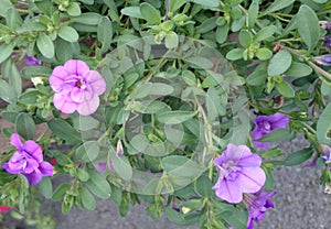 Calibrachoa 'double amethyst'