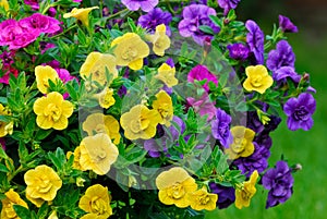 Calibrachoa elegans Million Bells flowers, closeup.