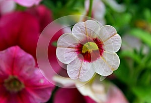 Calibrachoa flower