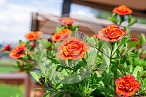 Calibrachoa flower in bloom