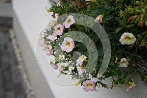 Calibrachoa is a genus of plants in the Solanaceae, nightshade family. They are evergreen short-lived perennials and subshrubs. photo