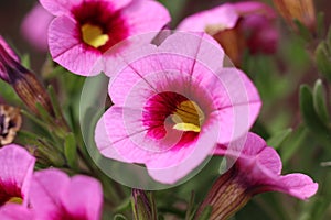 Calibrachoa `Light Pink Eye` flowers