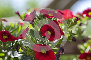 Calibrachoa million bells beautiful flowering plant, group of red flowers in bloom, ornamental pot balcony plant