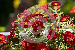 Calibrachoa million bells beautiful flowering plant, group of red flowers in bloom, ornamental pot balcony plant