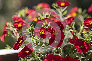 Calibrachoa million bells beautiful flowering plant, group of red flowers in bloom, ornamental pot balcony plant