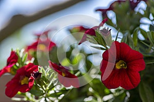 Calibrachoa million bells beautiful flowering plant, group of red flowers in bloom, ornamental pot balcony plant
