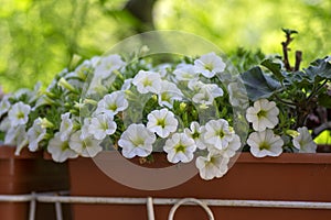 Calibrachoa million bells beautiful flowering plant, group of white flowers in bloom, ornamental pot balcony plant