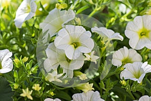 Calibrachoa million bells beautiful flowering plant, group of white flowers in bloom, ornamental pot balcony plant