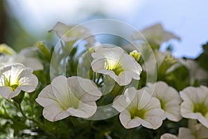 Calibrachoa million bells beautiful flowering plant, group of white flowers in bloom, ornamental pot balcony plant