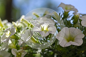 Calibrachoa million bells beautiful flowering plant, group of white flowers in bloom, ornamental pot balcony plant