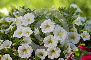 Calibrachoa million bells beautiful flowering plant, group of white flowers in bloom, ornamental pot balcony plant