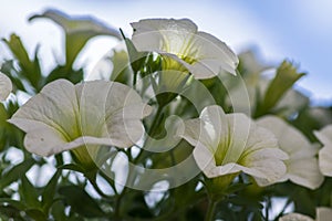 Calibrachoa million bells beautiful flowering plant, group of white flowers in bloom, ornamental pot balcony plant