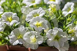 Calibrachoa million bells beautiful flowering plant, group of white flowers in bloom, ornamental pot balcony plant