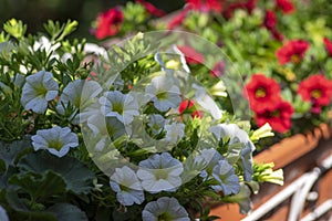 Calibrachoa million bells beautiful flowering plant, group of white and red flowers in bloom, ornamental pot balcony plant