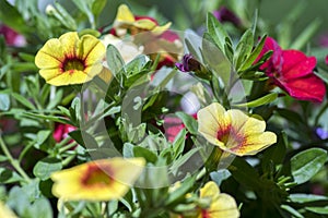 Calibrachoa million bells flowering plant, group of red and yellow flowers in bloom, ornamental pot balcony plant